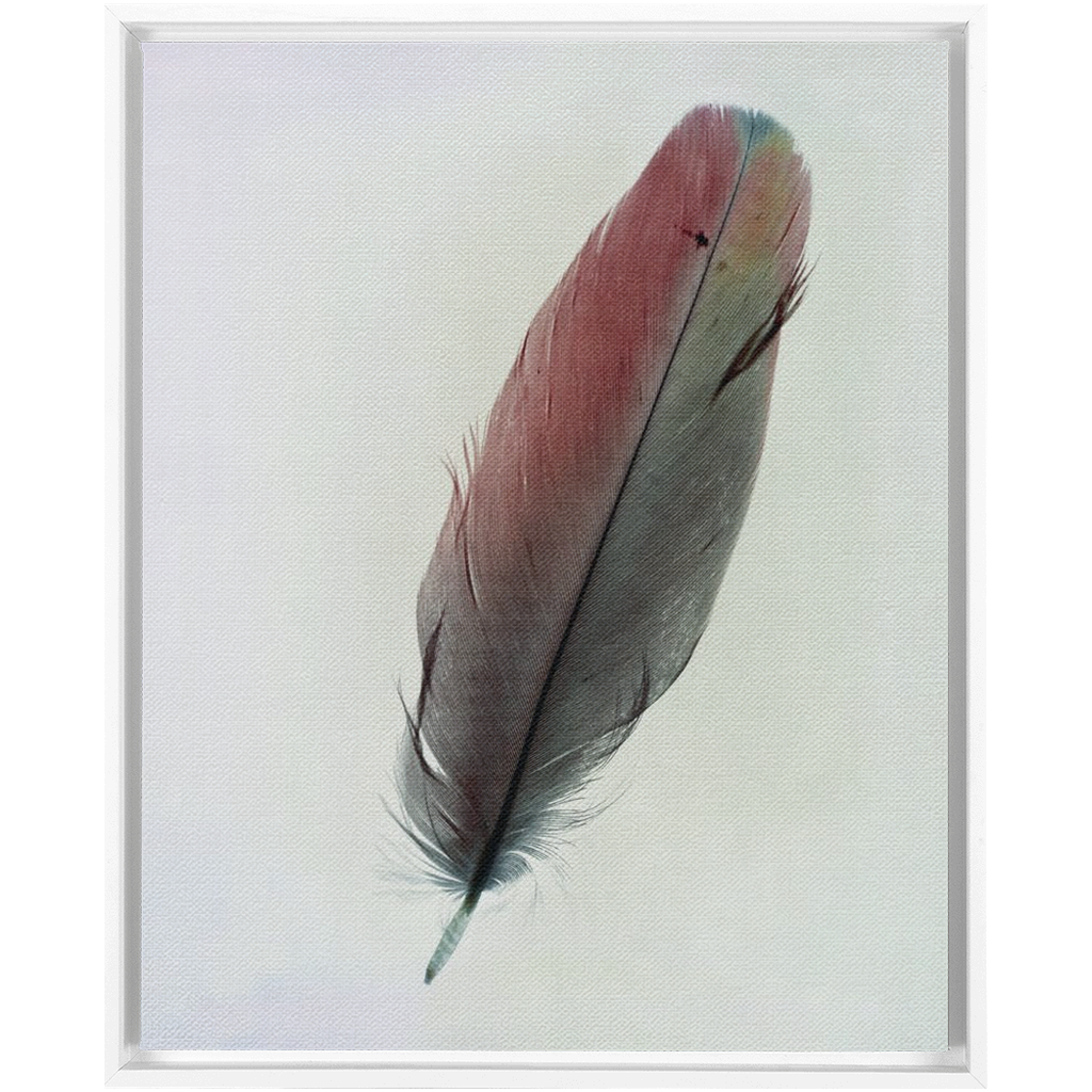 Feather Study
