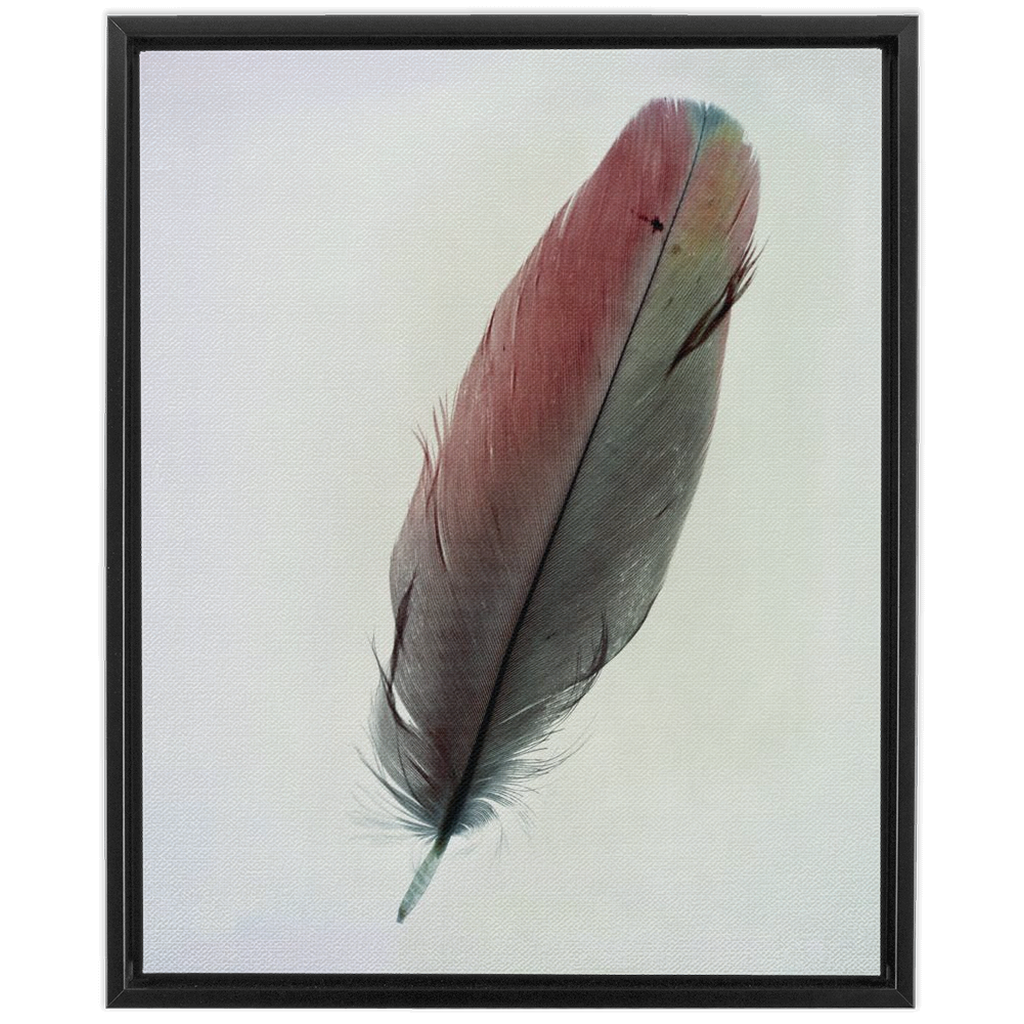 Feather Study