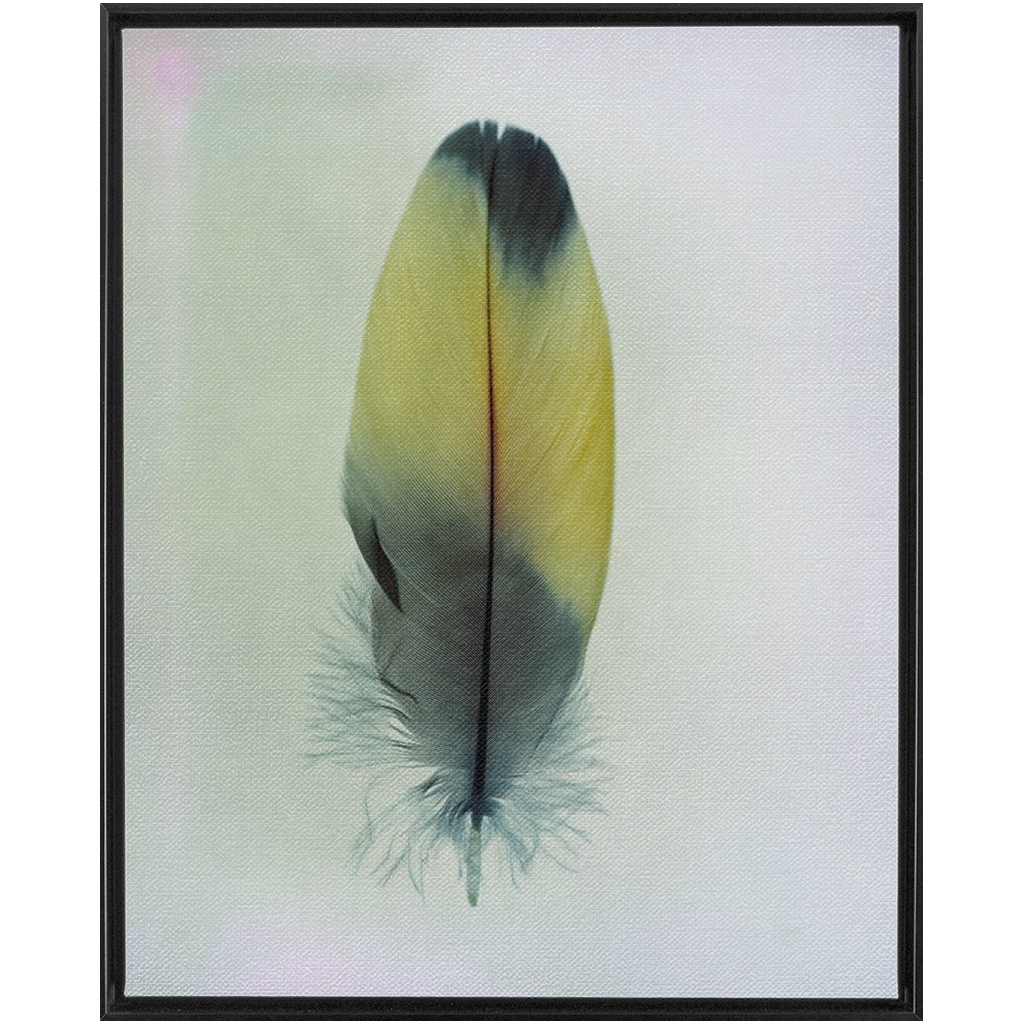 Feather Study