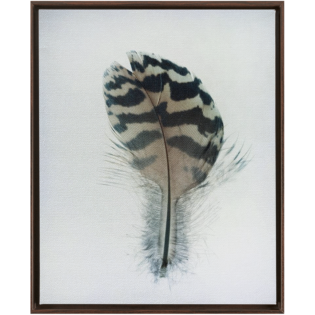Feather Study