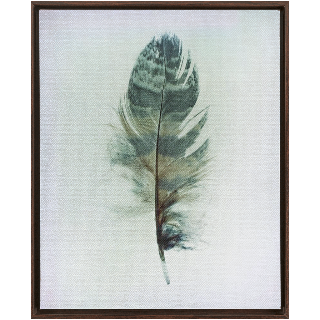 Feather Study