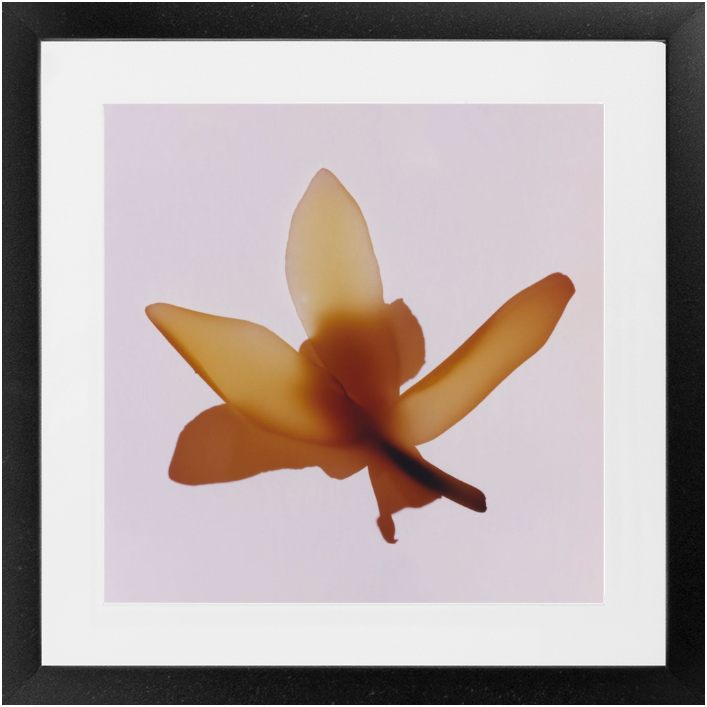 Polaroid Colour Study