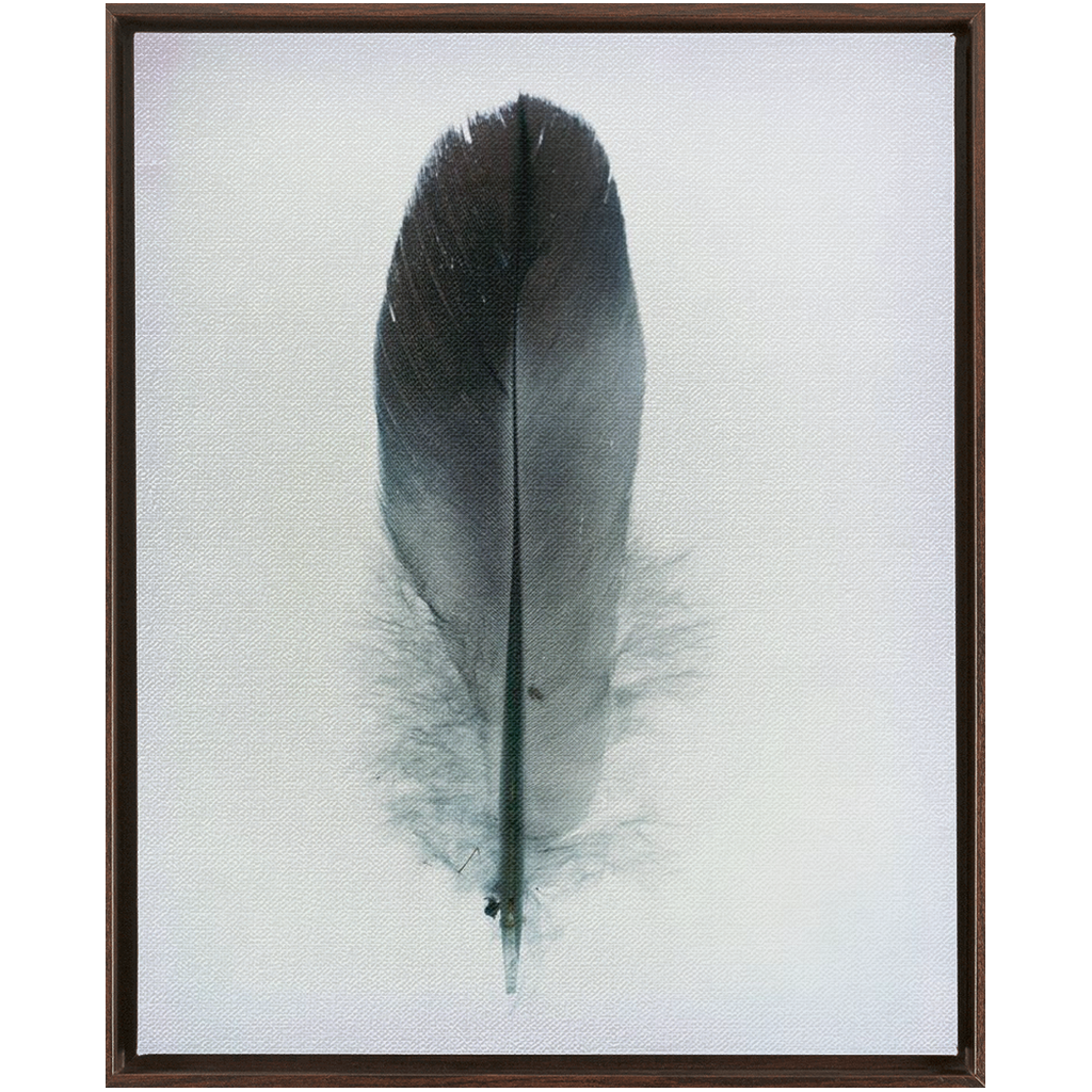 Feather Study