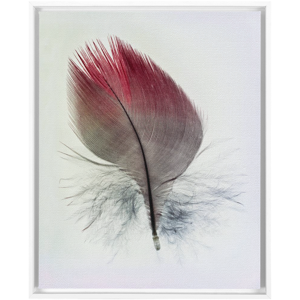 Feather Study