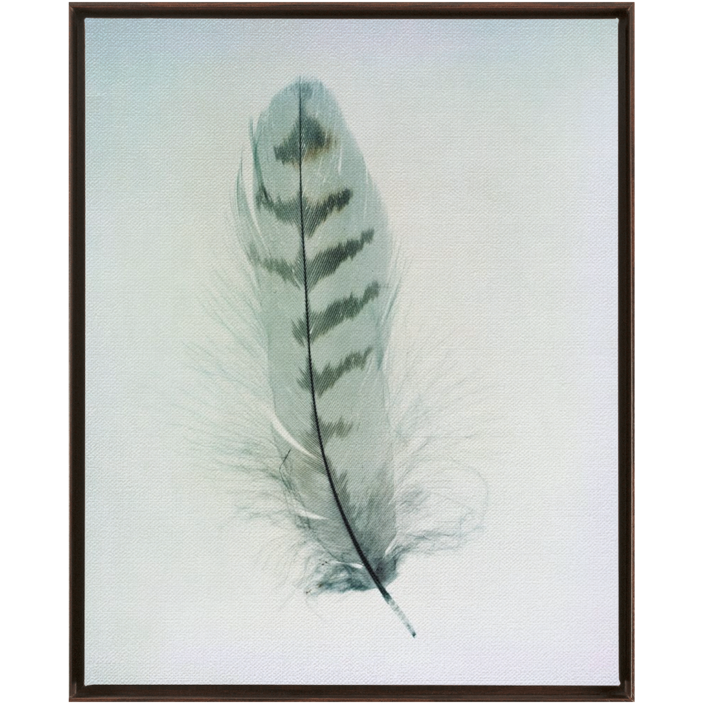 Feather Study