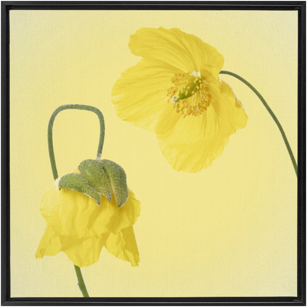 Two Yellow Poppies