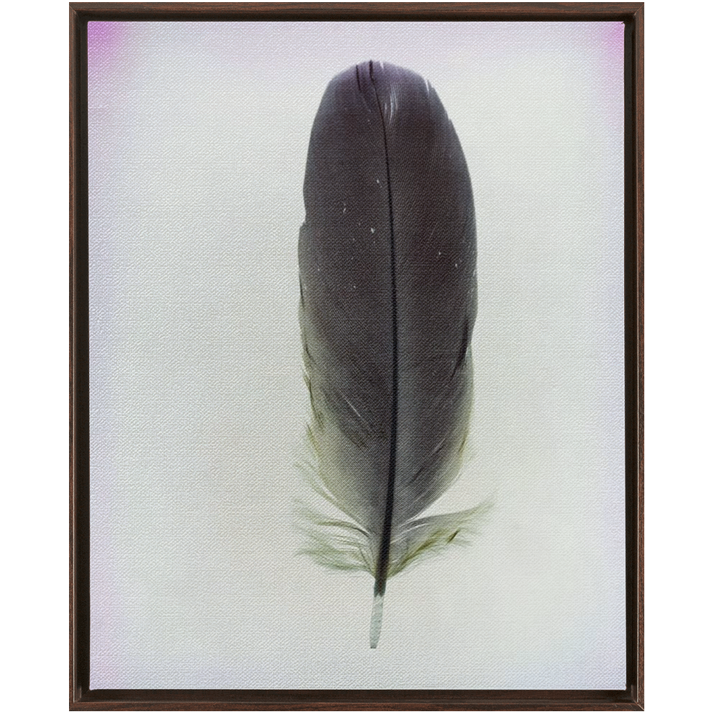 Feather Study