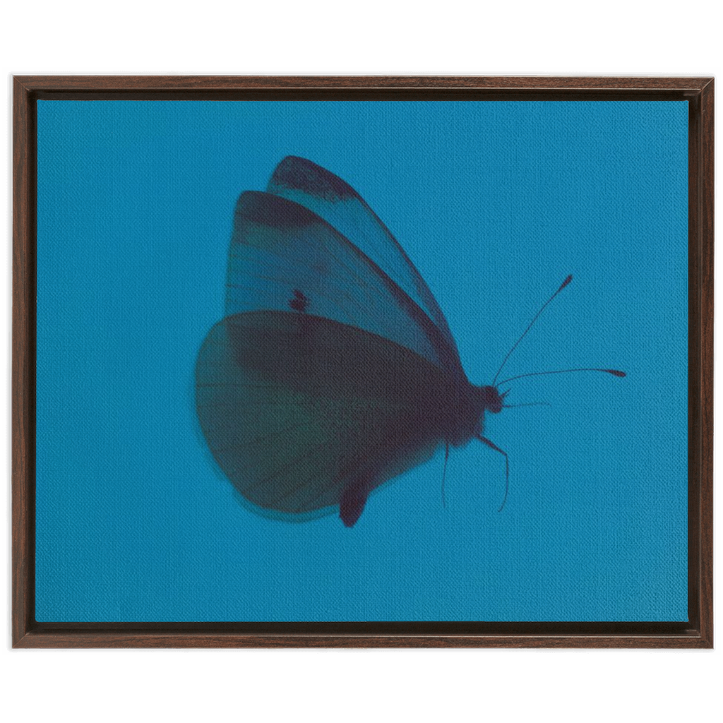Butterfly Study