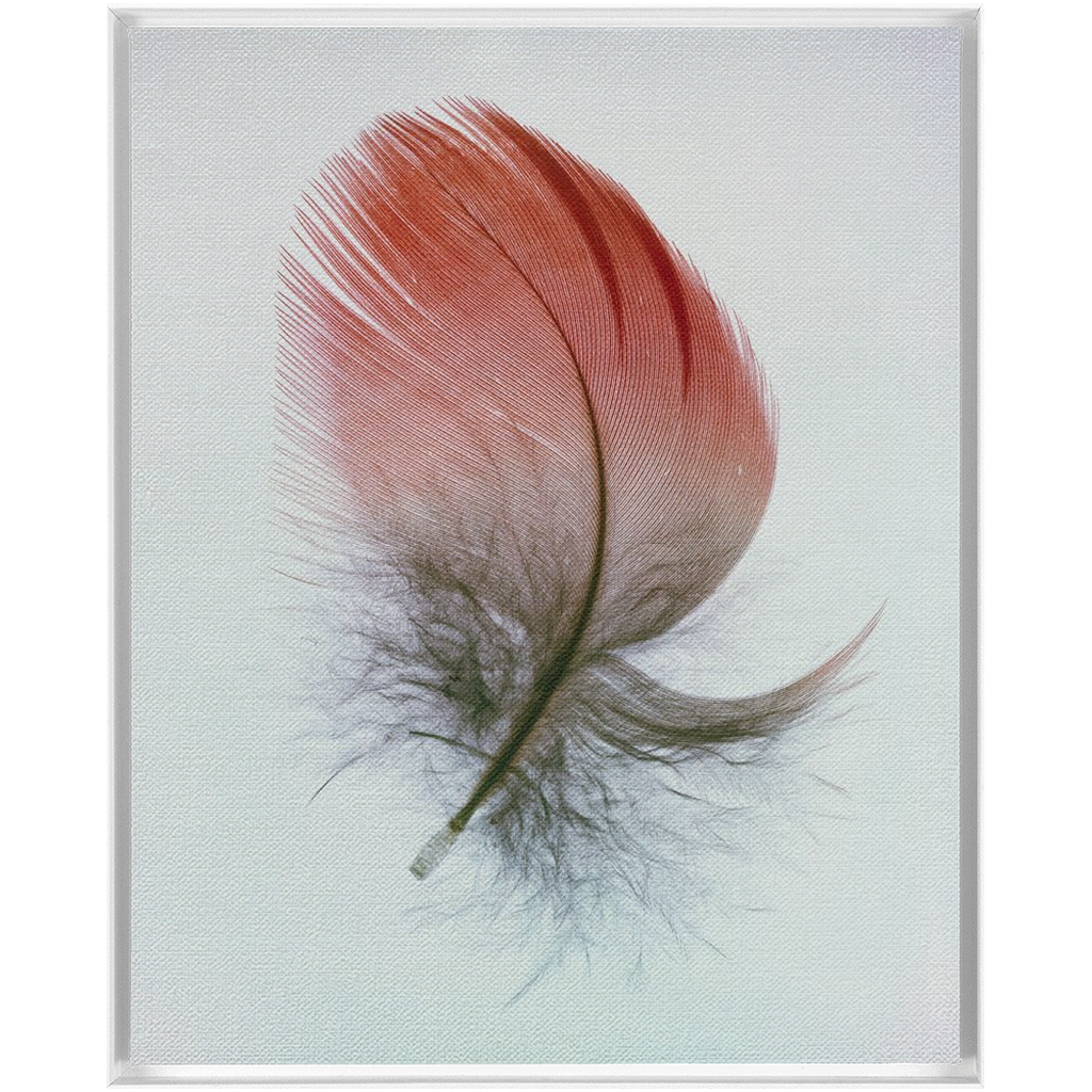 Feather Study