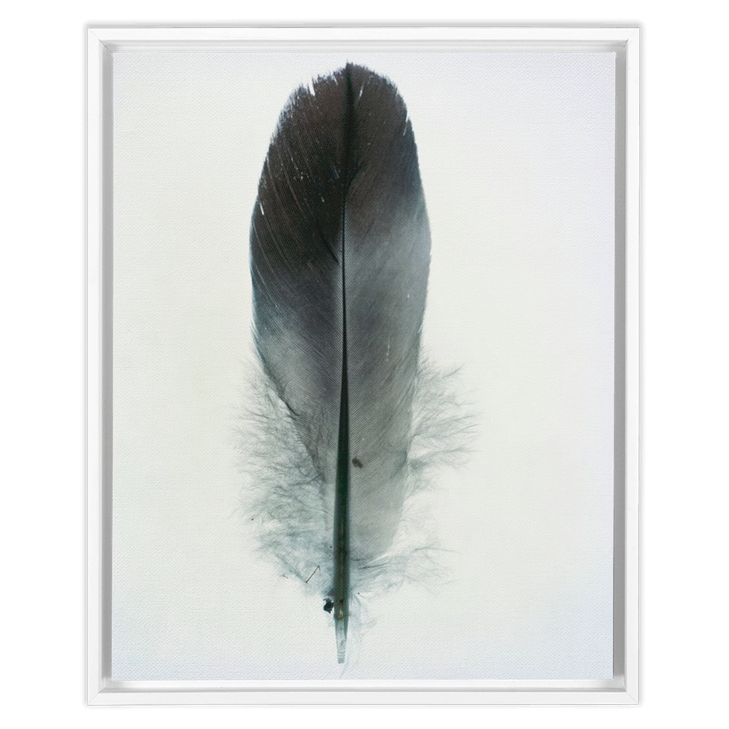 Feather Study