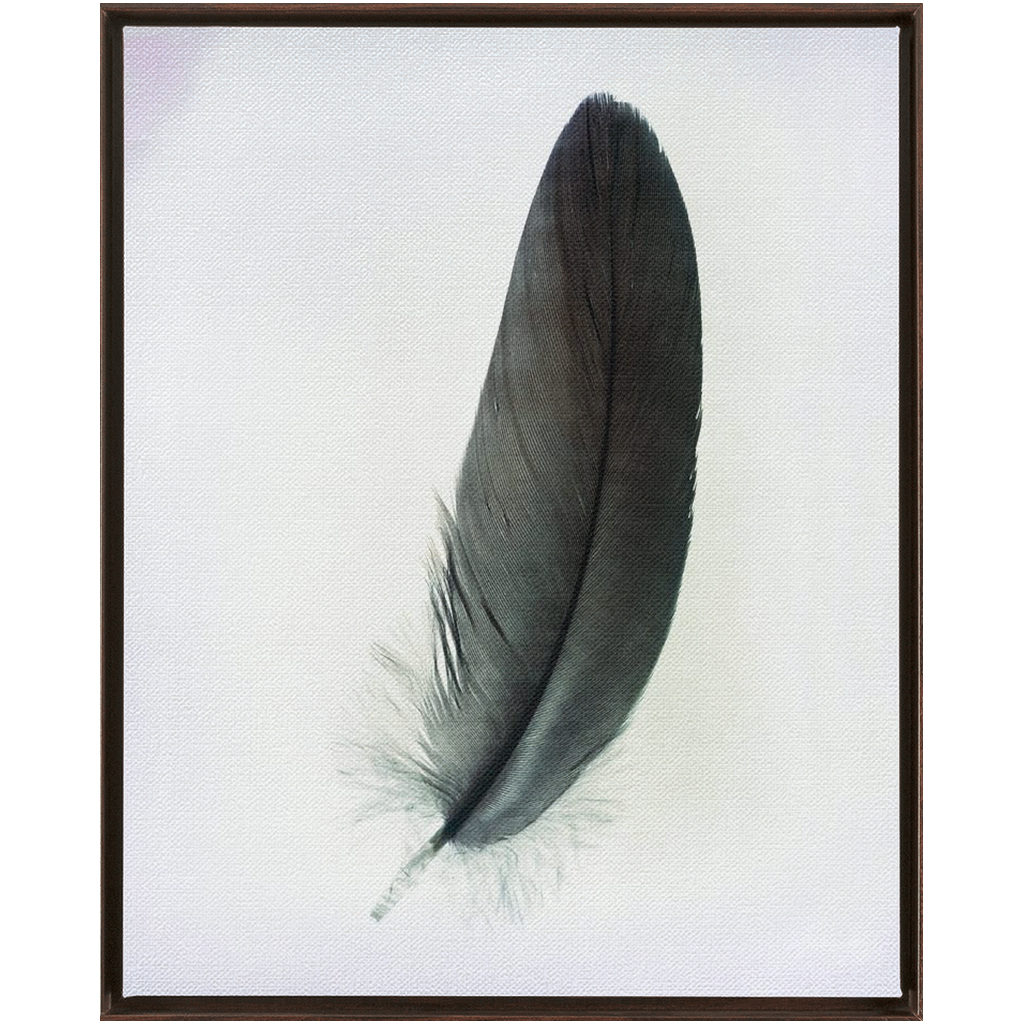 Feather Study