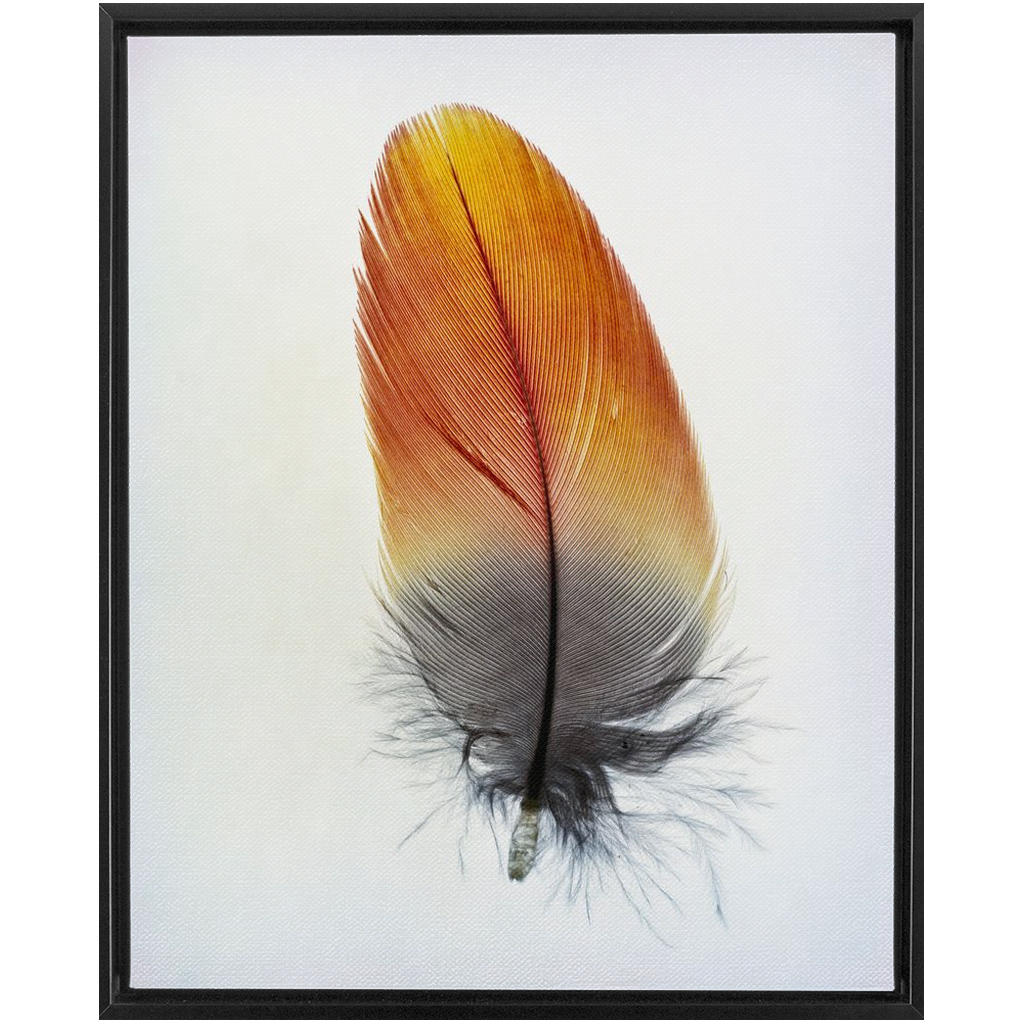 Feather Study