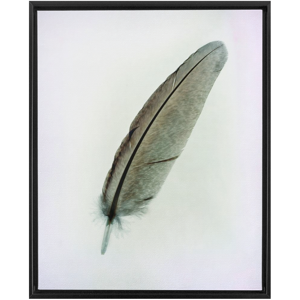 Feather Study