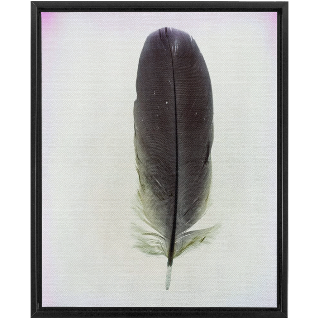 Feather Study