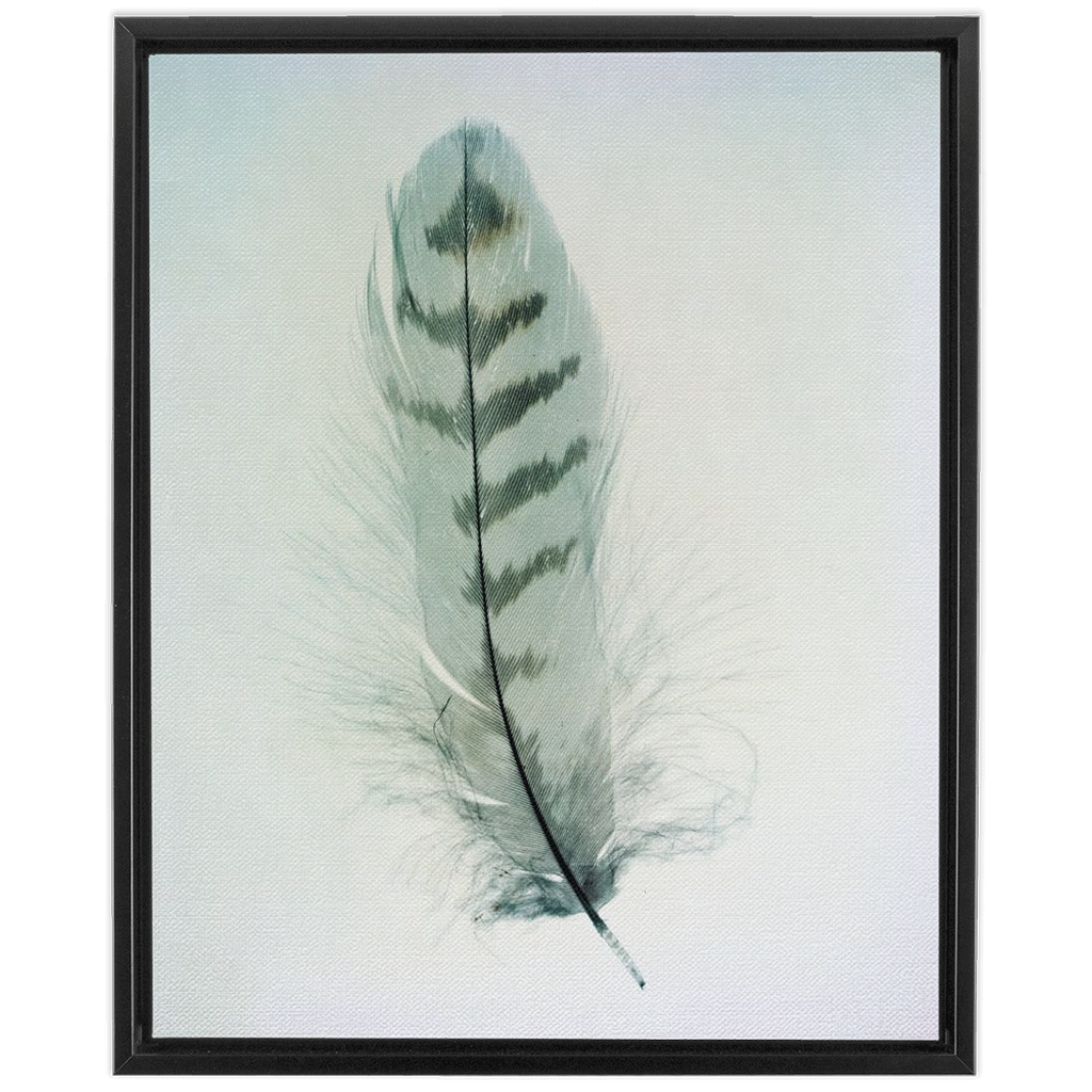 Feather Study