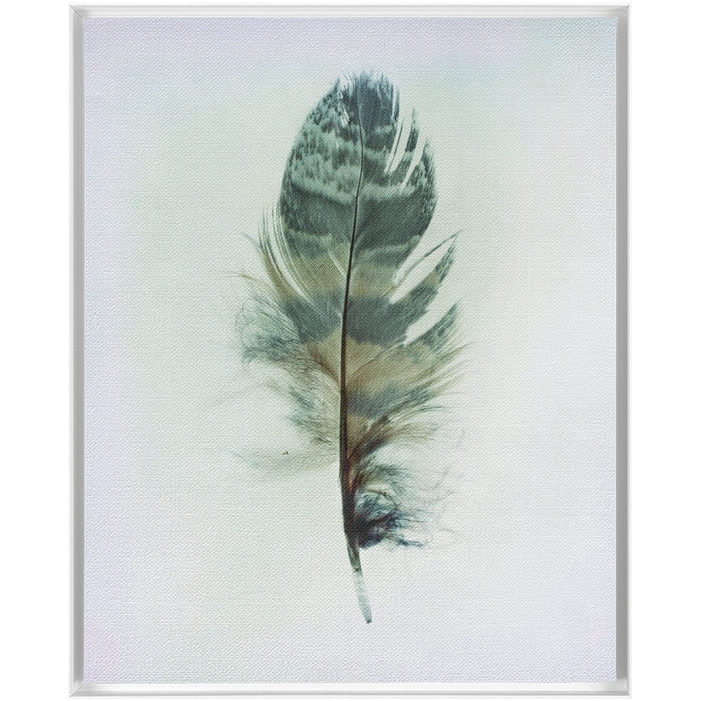 Feather Study