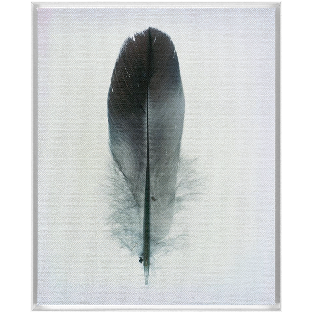 Feather Study