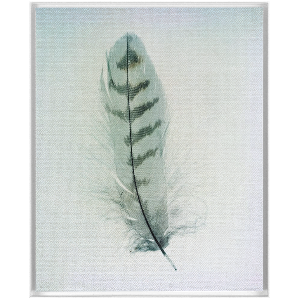 Feather Study