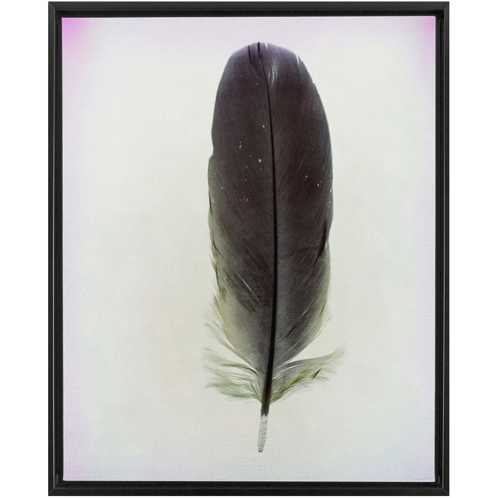 Feather Study