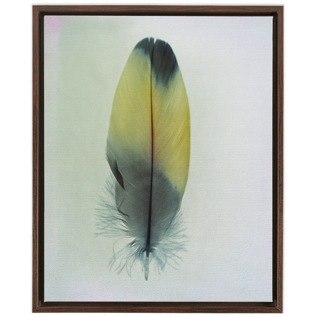 Feather Study