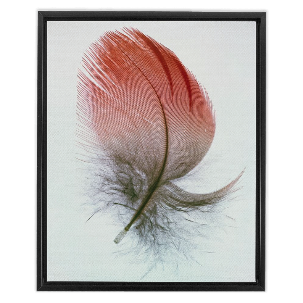 Feather Study