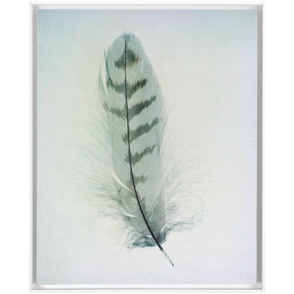 Feather Study