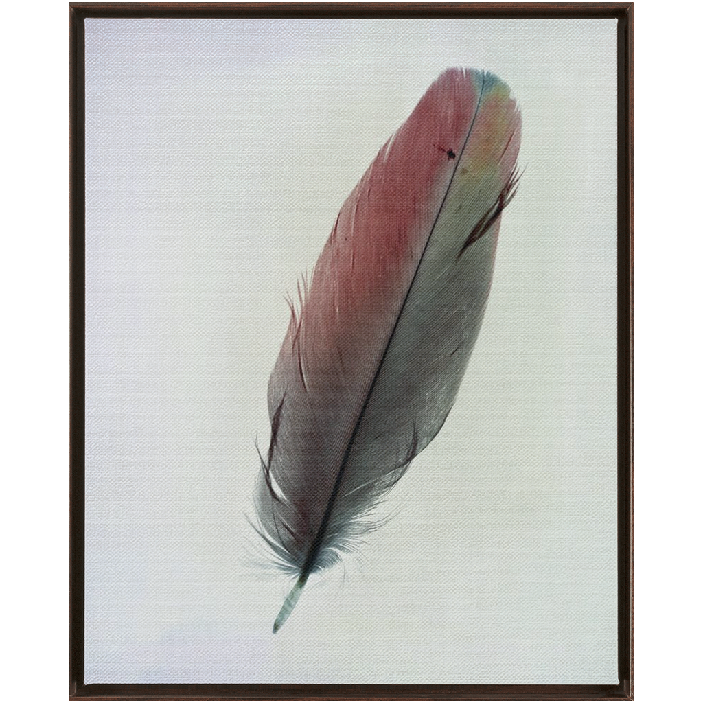 Feather Study
