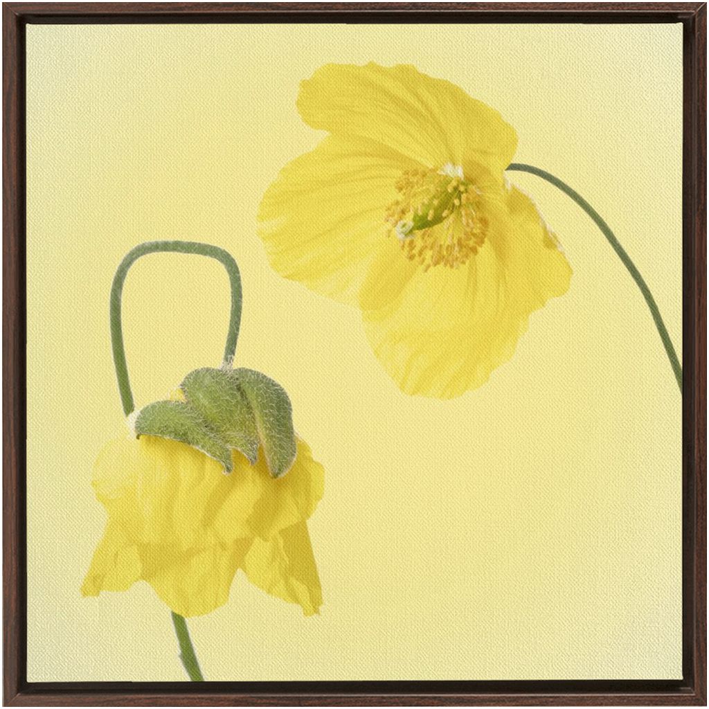 Two Yellow Poppies