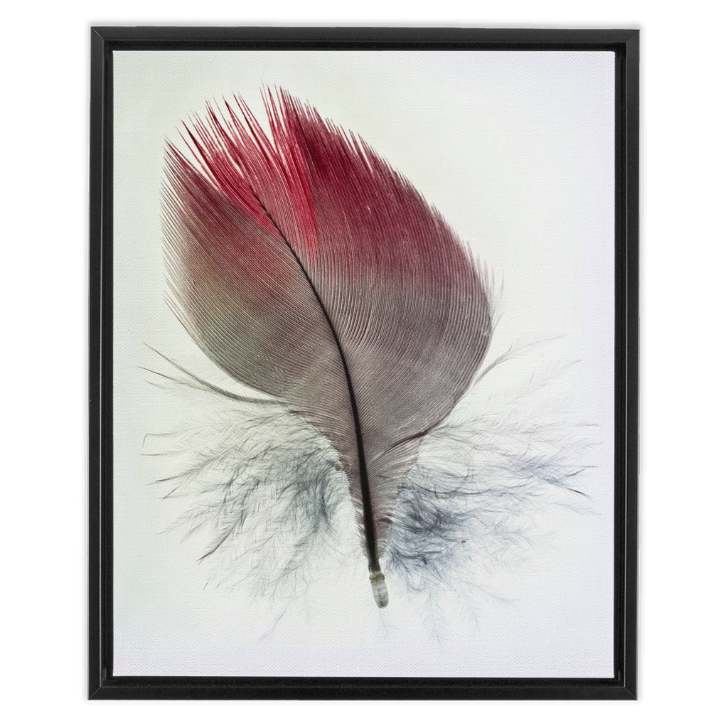 Feather Study
