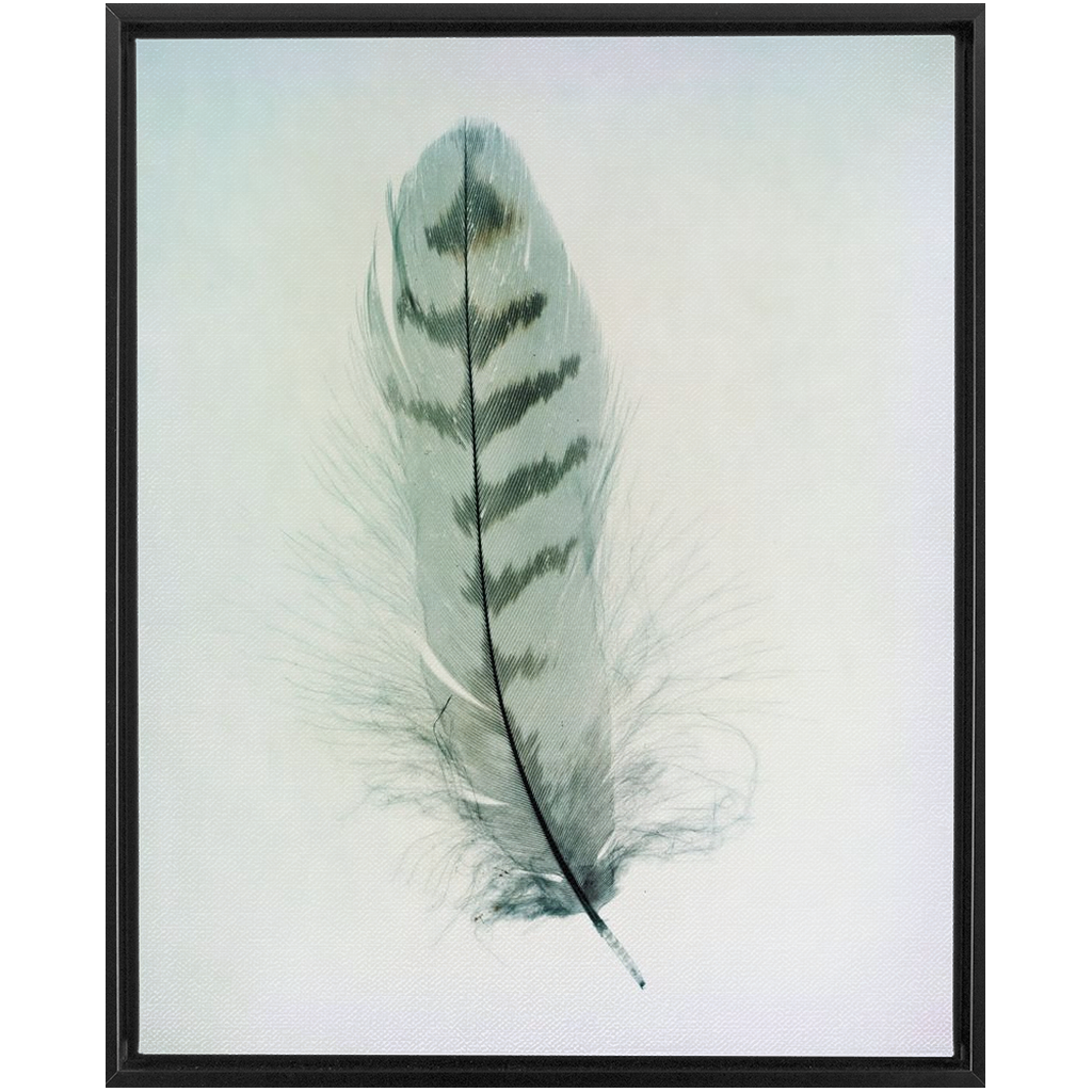Feather Study
