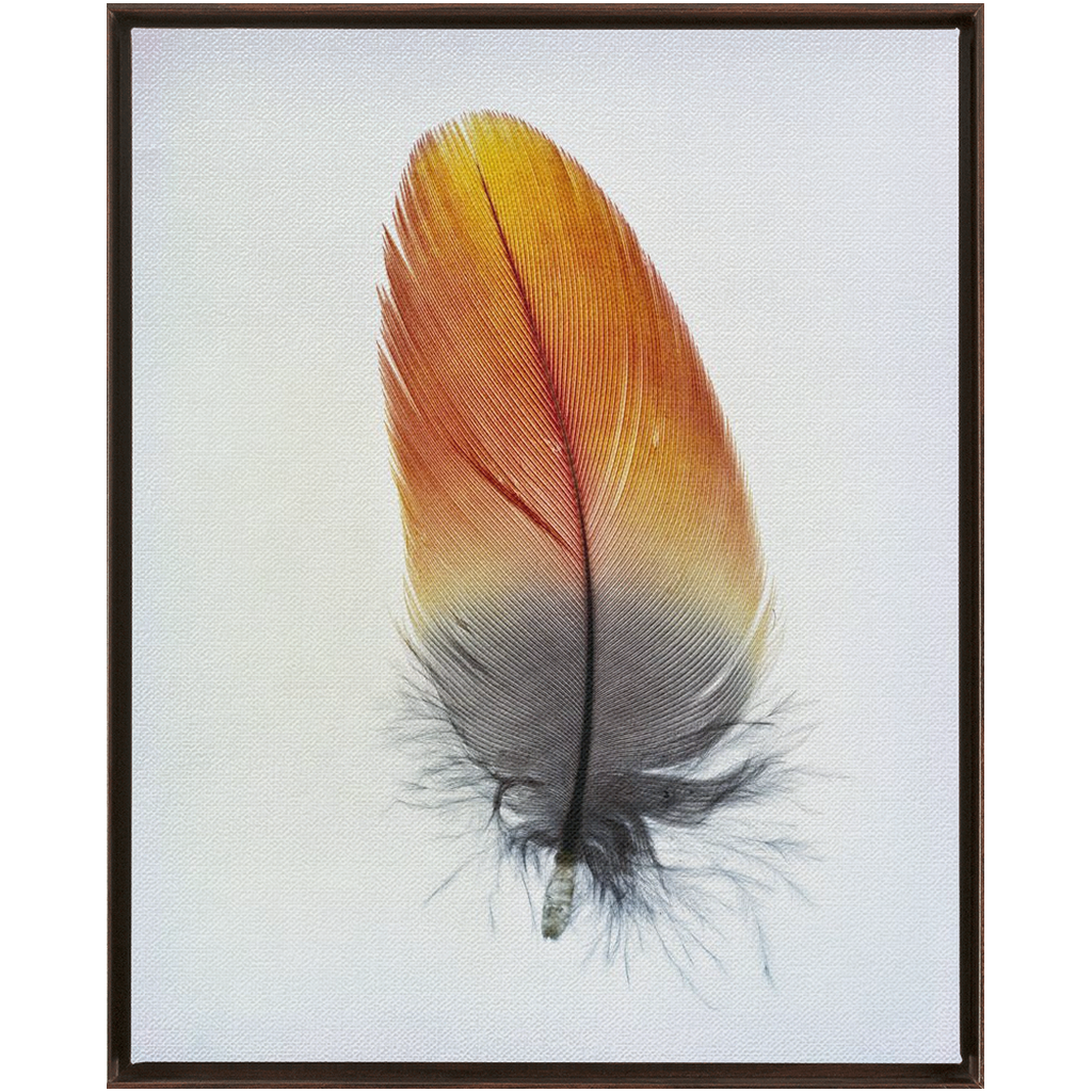 Feather Study