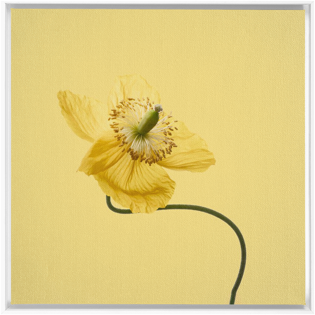 Yellow Poppy 2 on Yellow