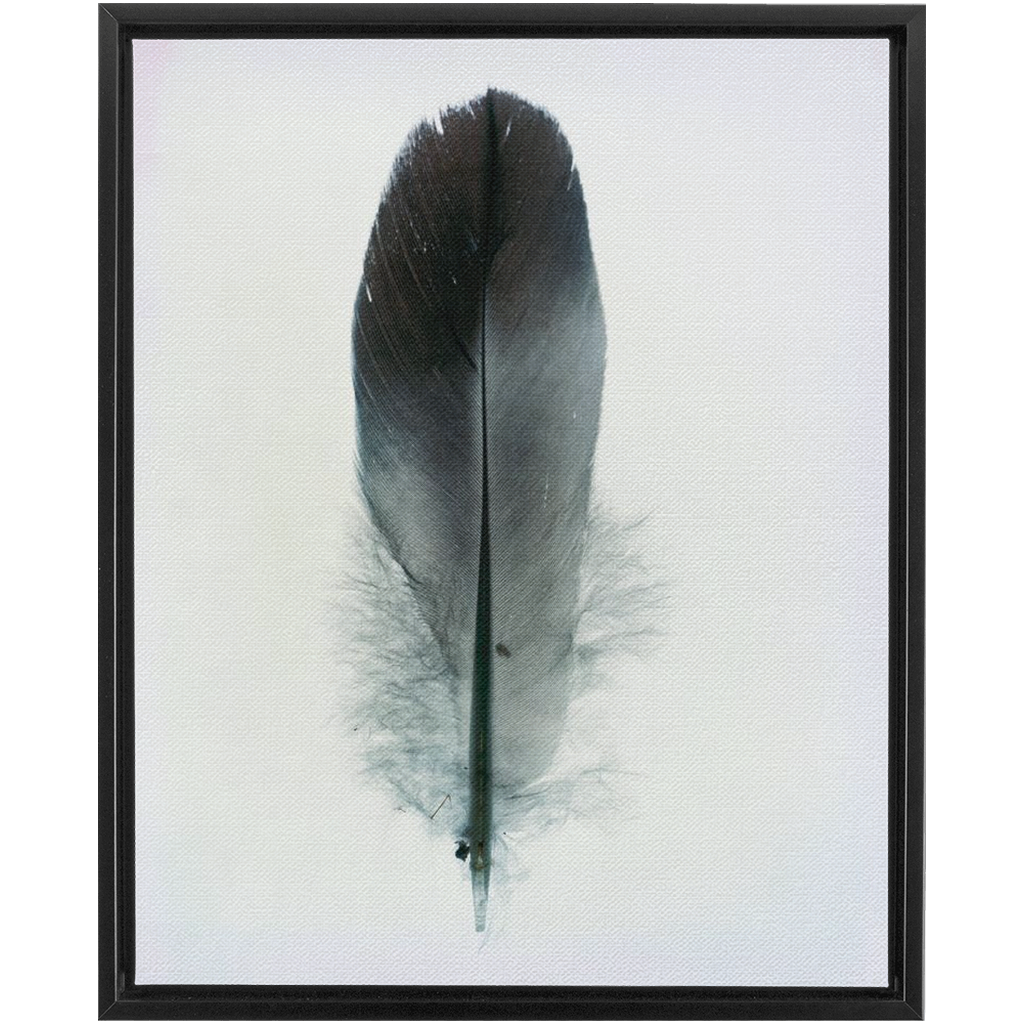 Feather Study