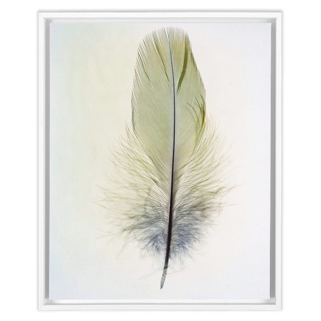 Feather Study