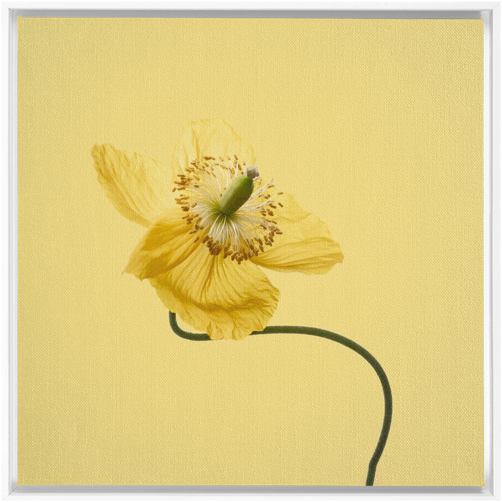 Yellow Poppy 2 on Yellow