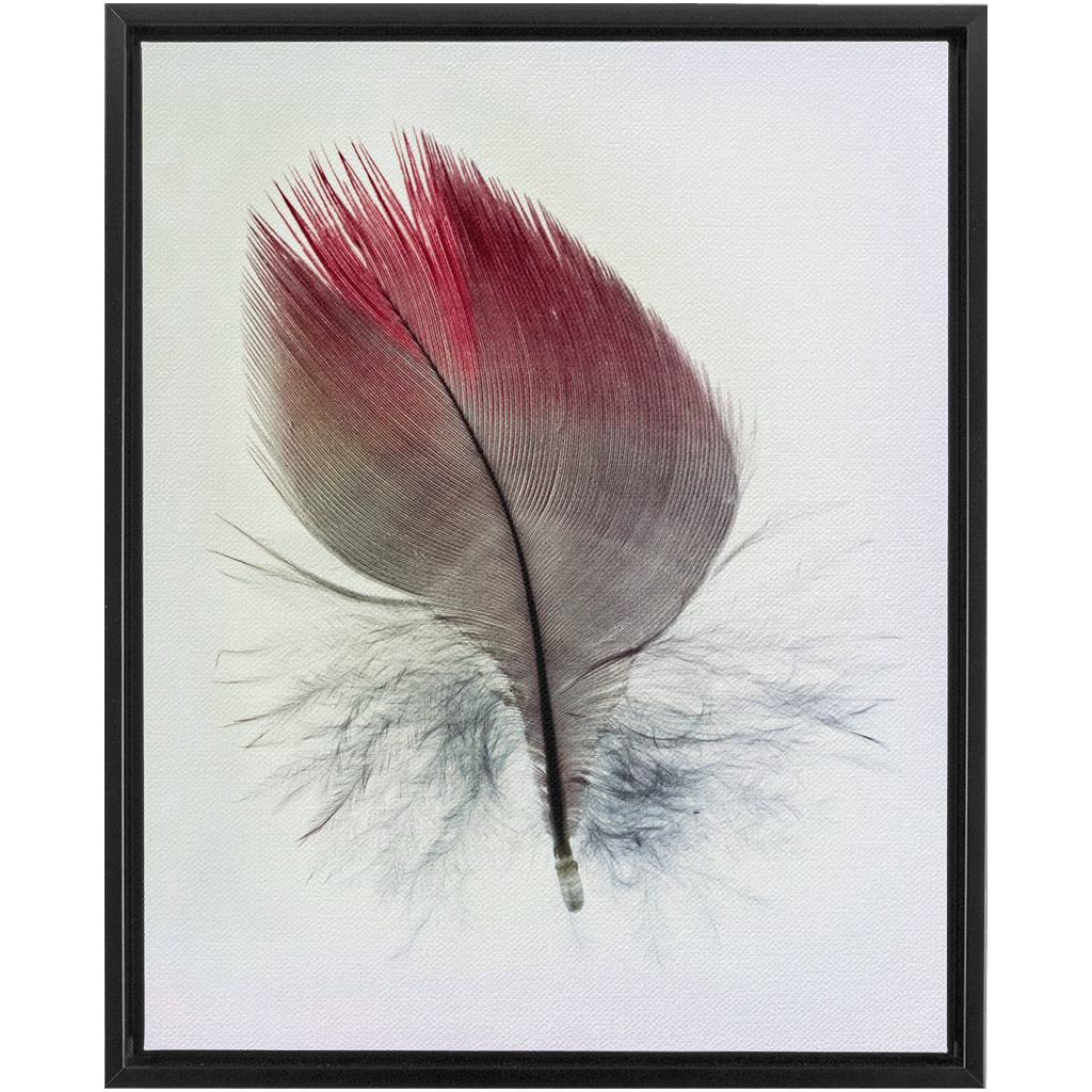 Feather Study