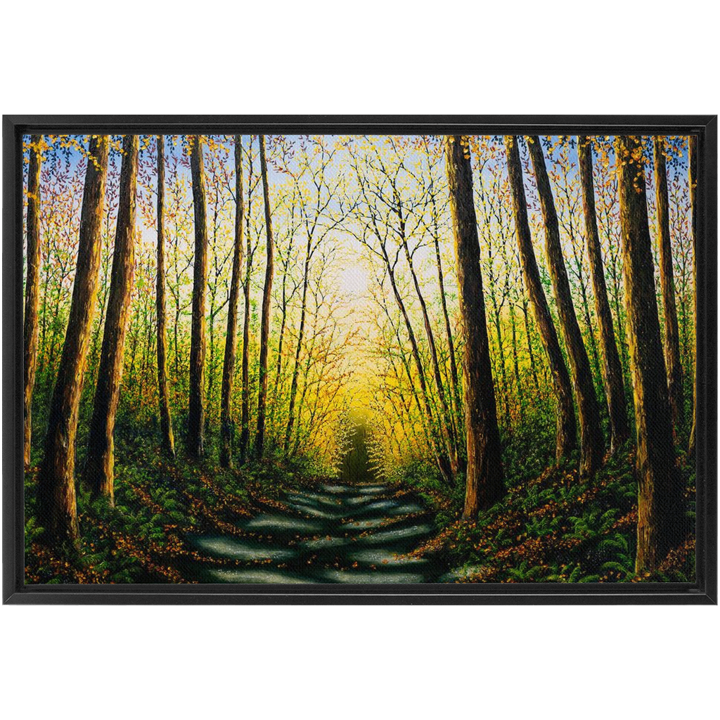 Patterns Of Forest Light