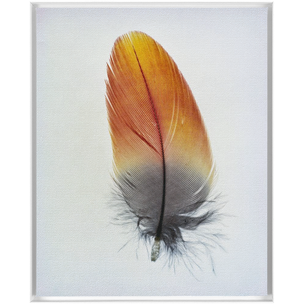 Feather Study
