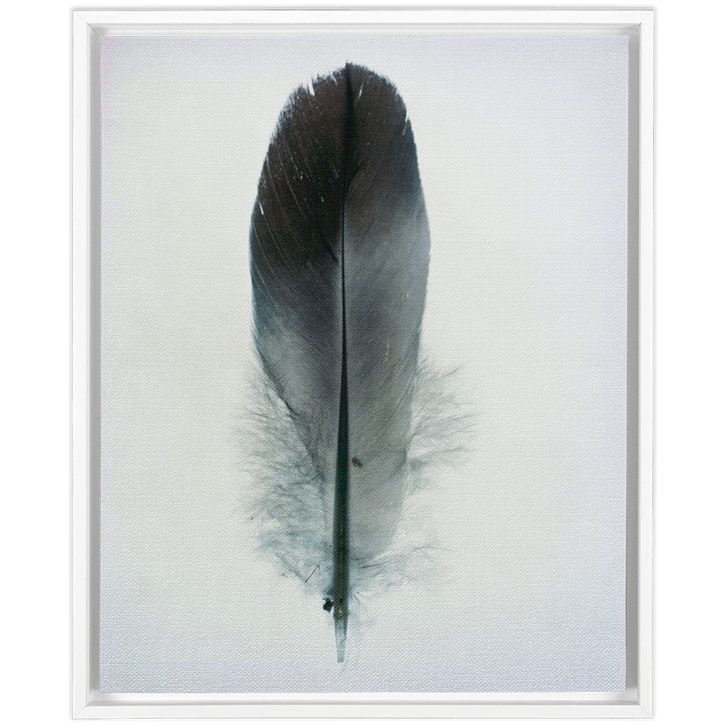 Feather Study