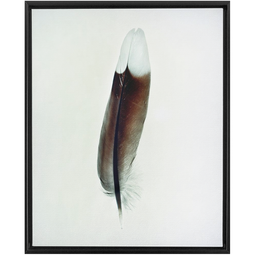 Feather Study