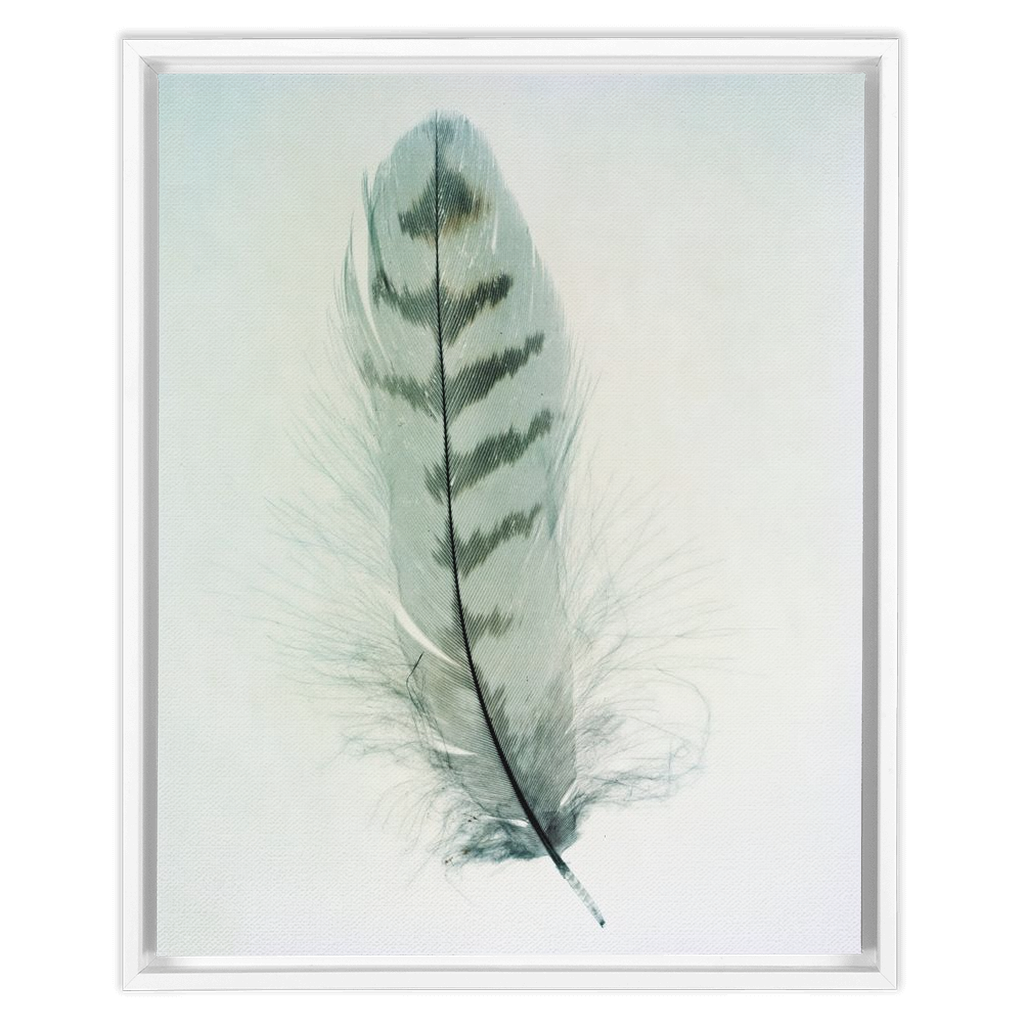 Feather Study