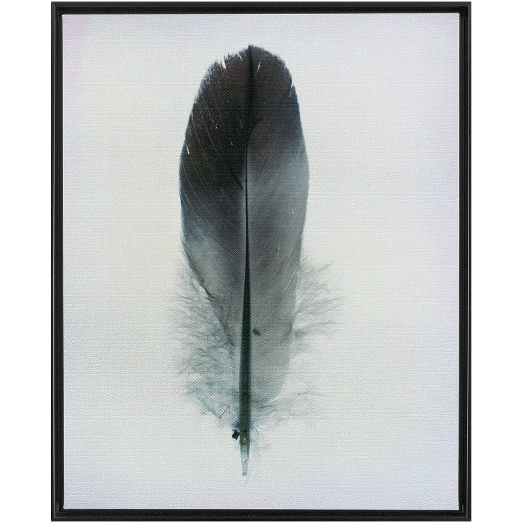 Feather Study