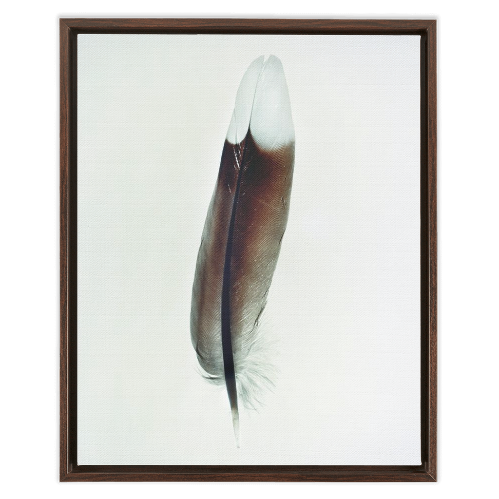 Feather Study