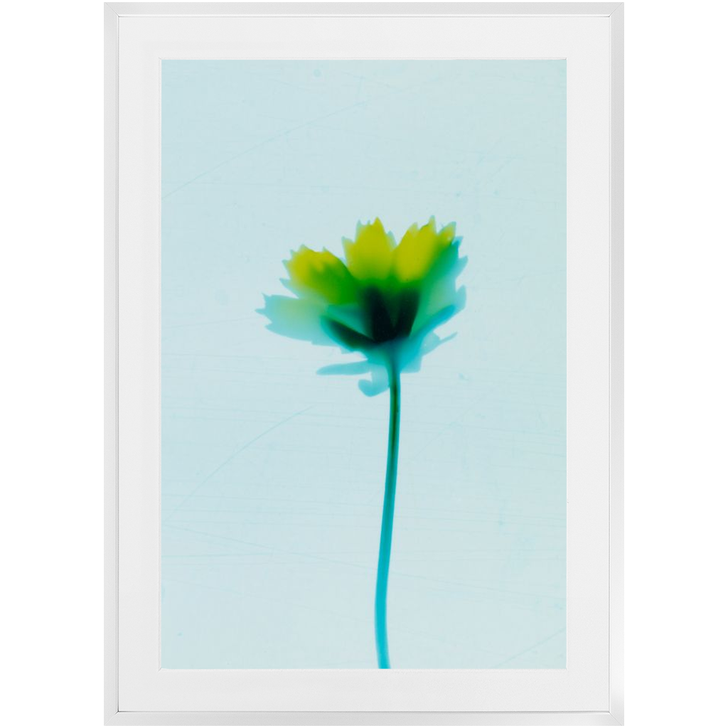 Polaroid Colour Study