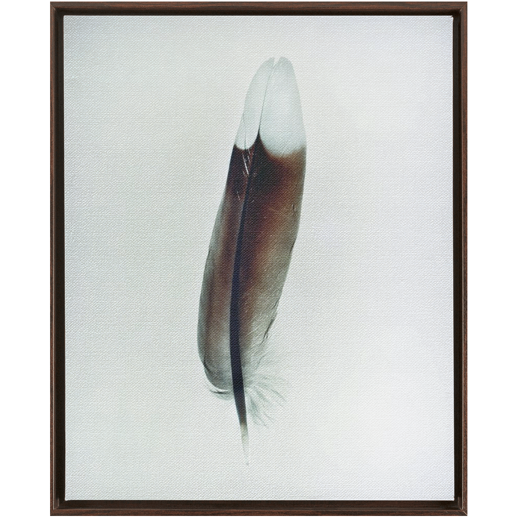 Feather Study