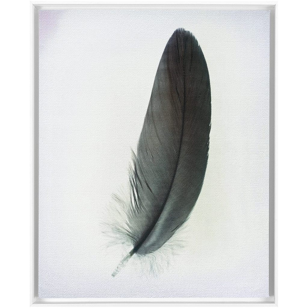 Feather Study