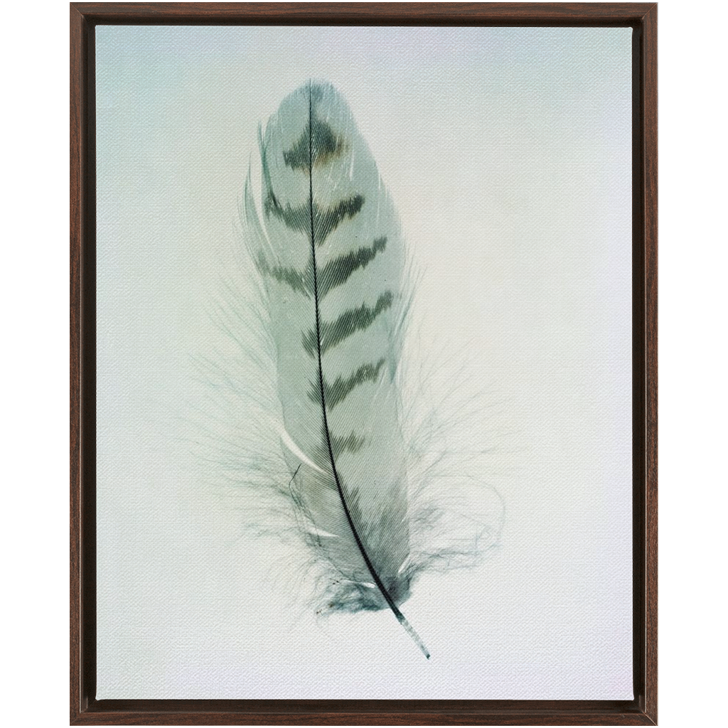 Feather Study