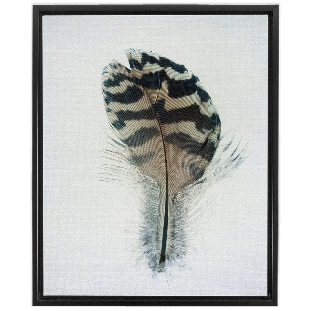 Feather Study