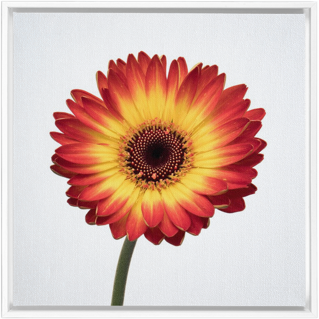 Flaming Gerbera
