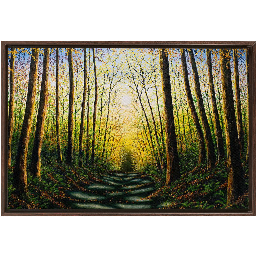 Patterns Of Forest Light